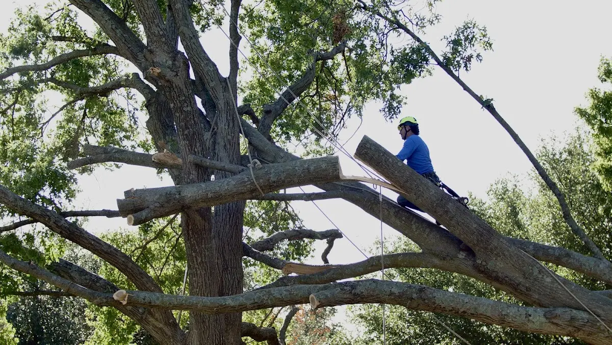 Professional Hazardous Tree Removal performed by certified arborists in Amelia