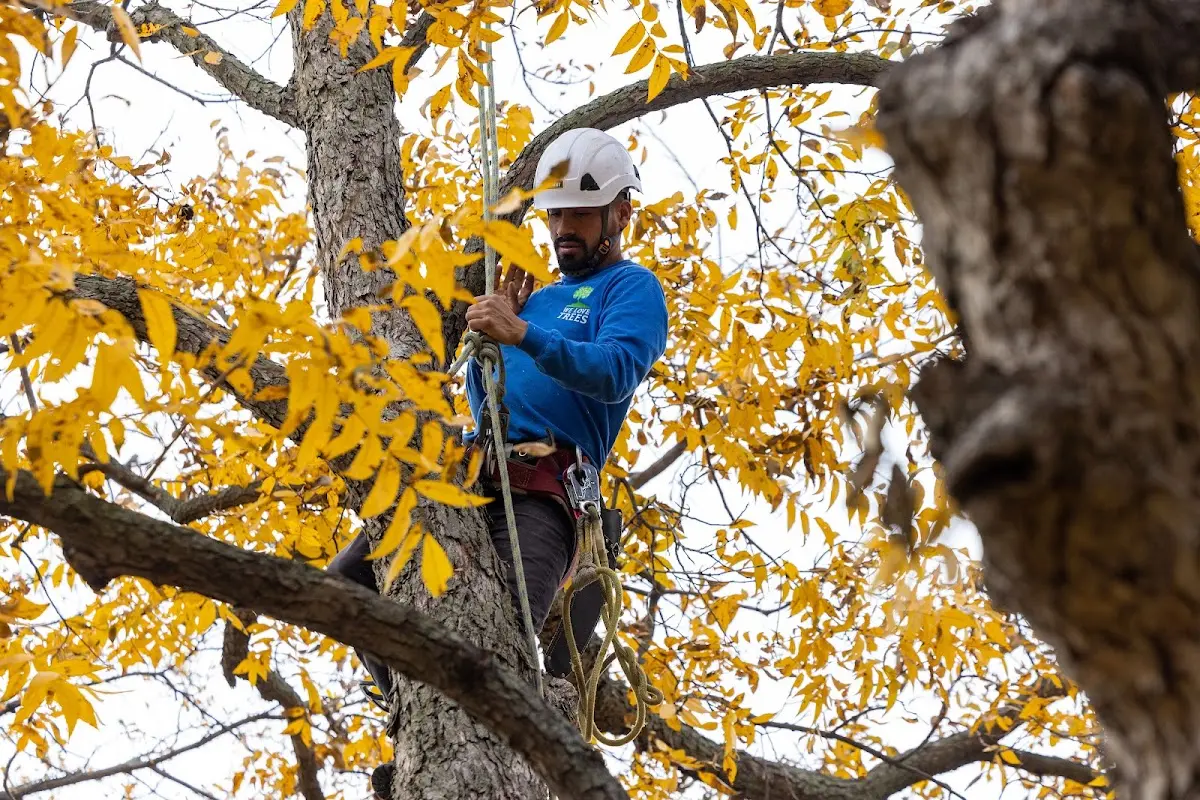 Skilled Tree Trimming crew working in Amelia